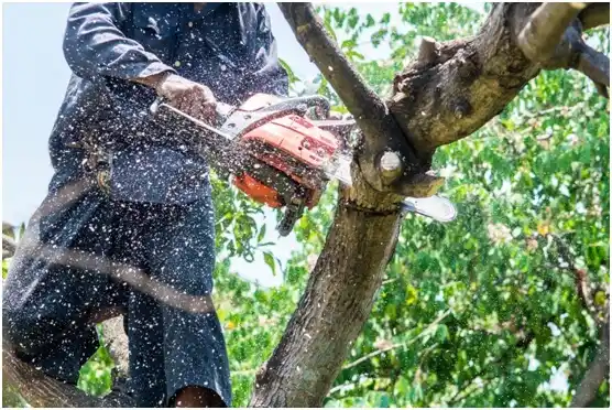 tree services Batesville